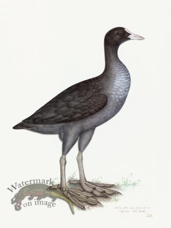 Rudbeck 024 EURASIAN COOT 18x24